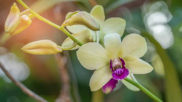 Fresh green and purple orchids — Stock Photo, Image