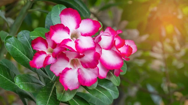 çiçek Impala Lily Adenium