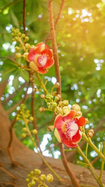 Boule de canon (Couroupita guianensis) ) — Photo