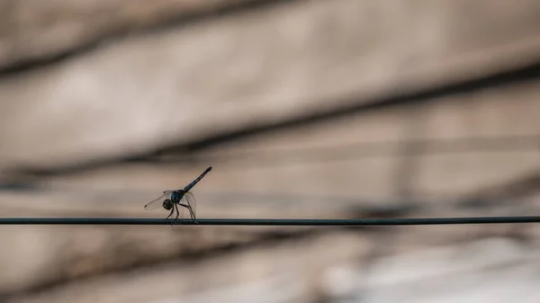 Dragonfly on the rope — Stock Photo, Image