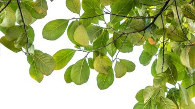 Ağaç yaprak 
