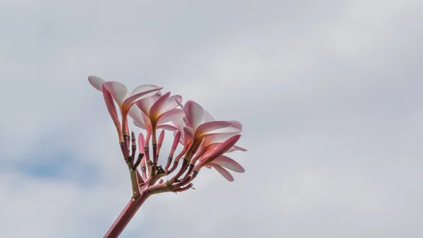 Ramo de flores de plumeria rosa — Foto de Stock