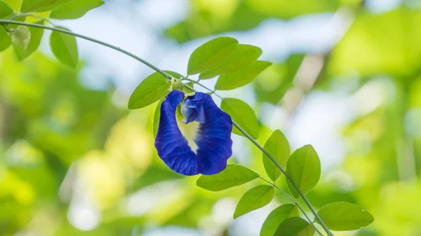 Butterfly pea flower — Stock Photo, Image