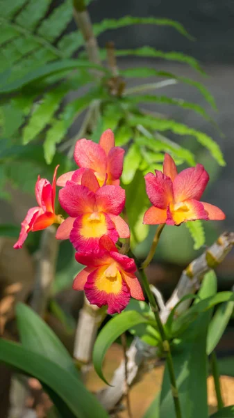 Rosa y amarillo orquídeas flor — Foto de Stock