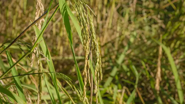 Épillets de riz dans le champ — Photo