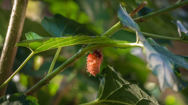Ripe mulberries fruits — Stock Photo, Image