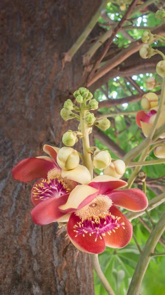 துப்பாக்கி பந்து மரம் (Couroupita Kyanensis) ) — ஸ்டாக் புகைப்படம்