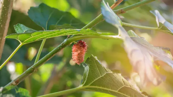 Ripe mulberries fruits — Stock Photo, Image