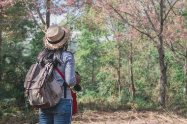 Kız backpacker seyahat Sakura veya kiraz ağacı çiçek çiçek bahçesi tepe üzerinde fotoğrafı arkadan görünüm