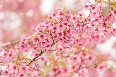 kiraz ağaçları çiçek