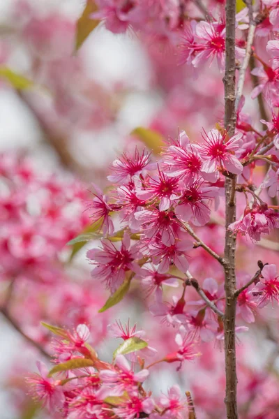 美しい野生ヒマラヤ桜 ヒマラヤザクラ 選択と集中でさくらのピンクの花 — ストック写真