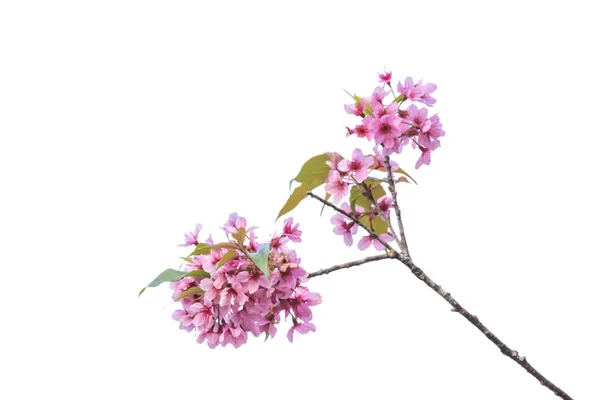 Kirschblütenblüte — Stockfoto