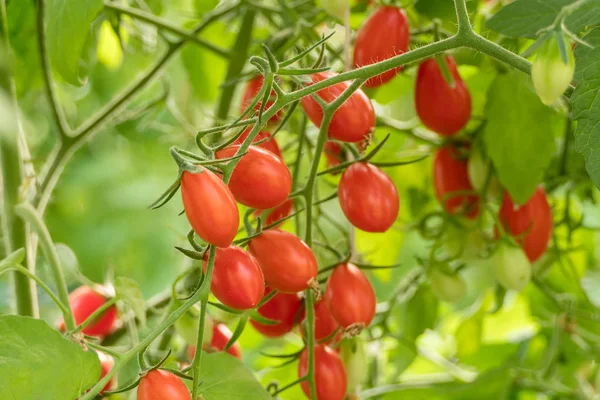 新鮮な熟したトマト — ストック写真