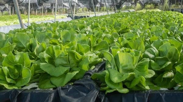 Hydroponic ekmeğiiçine marul 