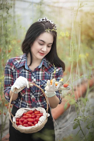 Asian woman harvesting tomatoes — 스톡 사진