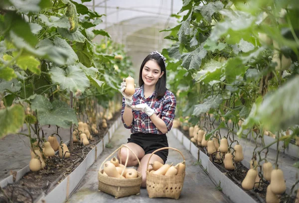 Asian woman harvesting butternut squash — 스톡 사진