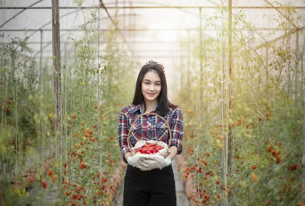 Asian woman harvesting tomatoes Stockbild