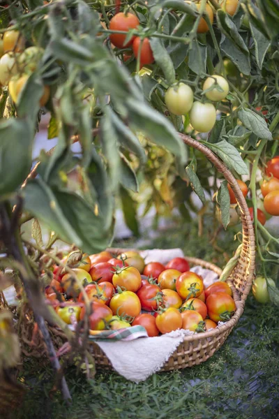 Tomates Maduros Frescos Con Cesta Madera Jardín — Foto de Stock