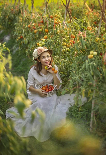 Азійська Вродлива Жінка Червоними Помідорами Збирає Свіжі Овочі Саду — стокове фото