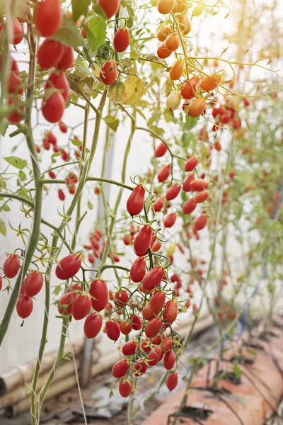 Φρέσκες Ώριμες Ντομάτες Που Κρέμονται Δέντρο Στον Κήπο — Φωτογραφία Αρχείου