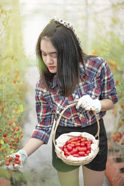 토마토와 야채를 수확하는 아시아의 아름다운 — 스톡 사진
