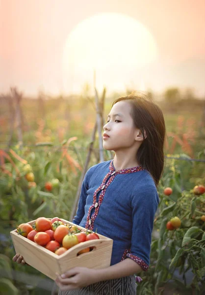 Aziatisch Schattig Klein Meisje Met Rode Tomaten Oogsten Verse Groenten — Stockfoto