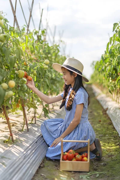 토마토를 아시아의 귀여운 정원에서 야채를 수확하는 — 스톡 사진