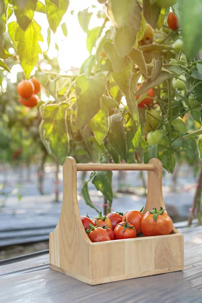 Fresh Ripe Tomatoes Wooden Basket Garden — Stock Photo, Image