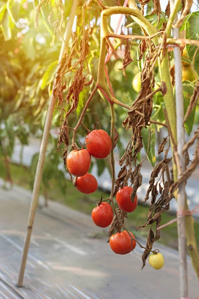 熟したトマトは庭の木の植物にかかっています — ストック写真