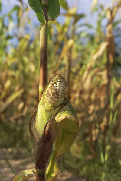 Close Corn Stalk Corn Field Harvest — Stock Photo, Image