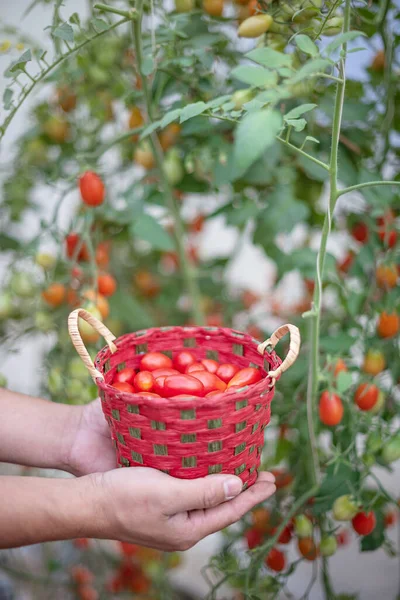 Χέρια Κρατώντας Ξύλινο Καλάθι Κόκκινες Ντομάτες Στον Κήπο — Φωτογραφία Αρχείου