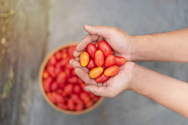 Mãos Segurando Tomates Vermelhos Maduros Frescos Jardim — Fotografia de Stock