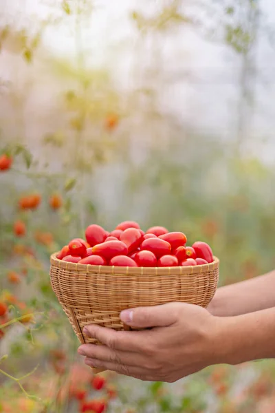 손으로 정원에 토마토를 바구니를 — 스톡 사진