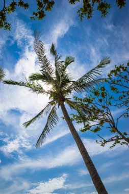 Mavi gökyüzünün altında tropikal tatil