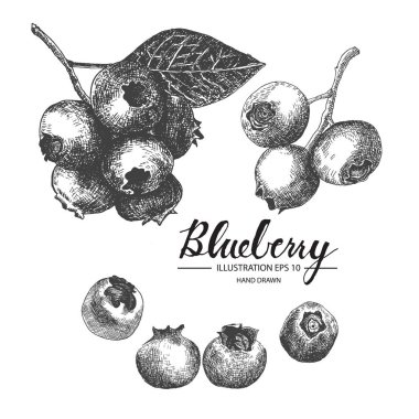 Yaban mersini kümesi. Mürekkep ve kalem kroki tarafından çizilmiş koleksiyonu el.