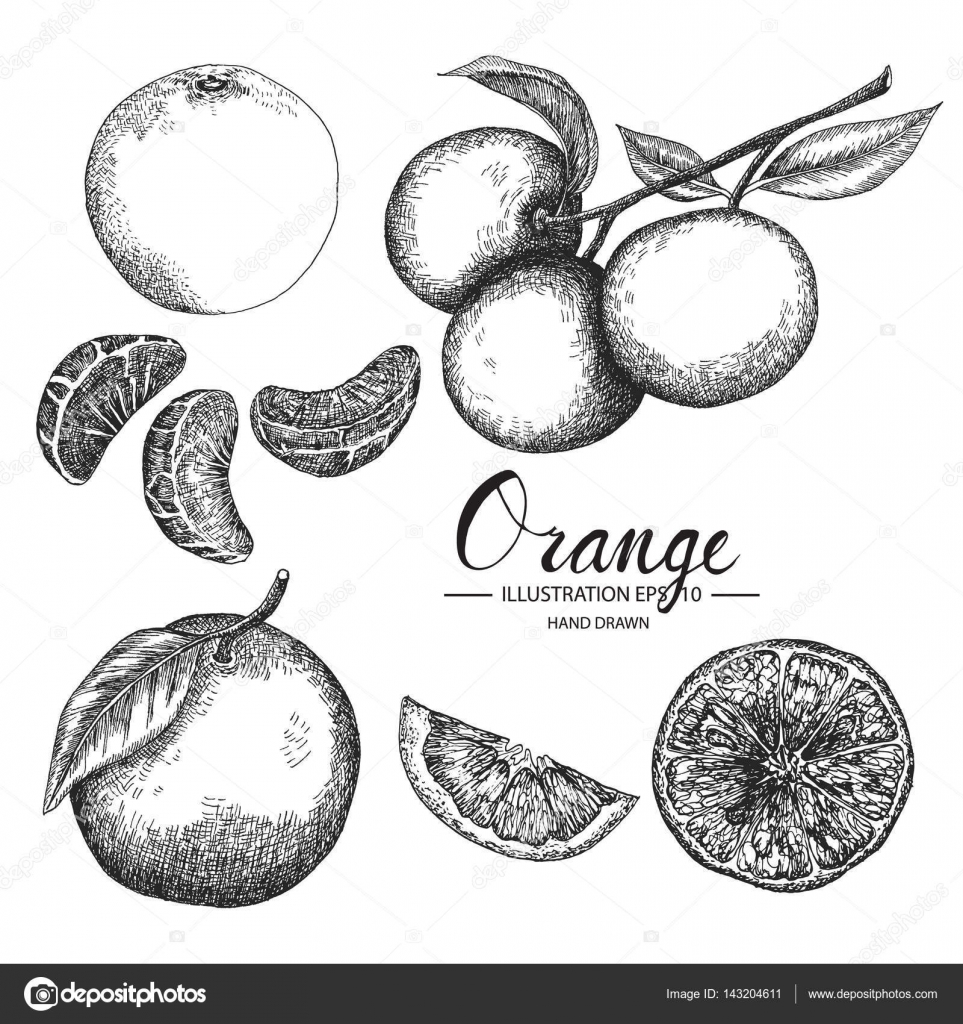 Orange Drawing Outline