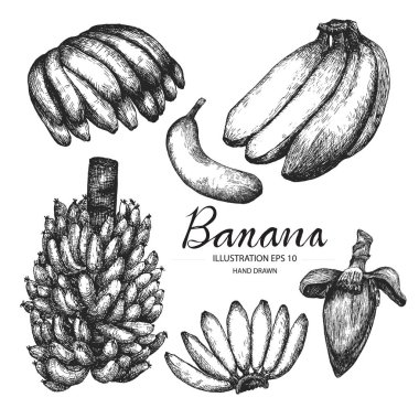 Muz kümesi. Mürekkep ve kalem kroki tarafından çizilmiş koleksiyonu el.