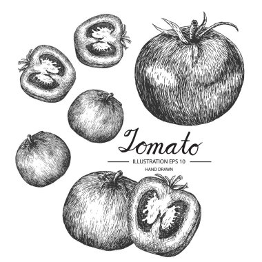 Domates kümesi. Mürekkep ve kalem kroki tarafından çizilmiş koleksiyonu el.