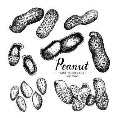 Fıstık kümesi. Mürekkep ve kalem kroki tarafından çizilmiş koleksiyonu el.