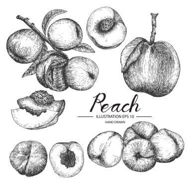 Şeftali kümesi. Mürekkep ve kalem kroki tarafından çizilmiş koleksiyonu el.