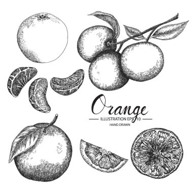 Turuncu kümesi. Mürekkep ve kalem kroki tarafından çizilmiş koleksiyonu el.