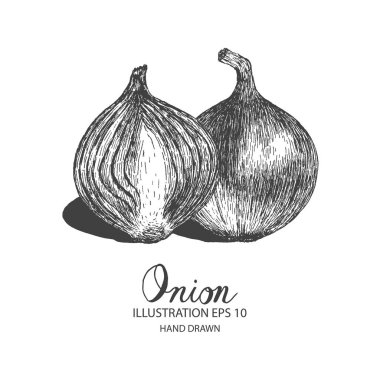Soğan elle çizilmiş illüstrasyon mürekkep ve kalem kroki tarafından.  