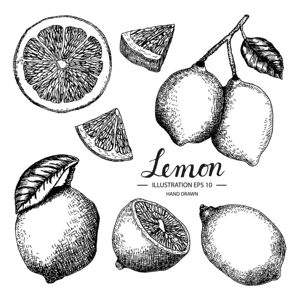 Limon kümesi. Mürekkep ve kalem kroki tarafından çizilmiş koleksiyonu el.