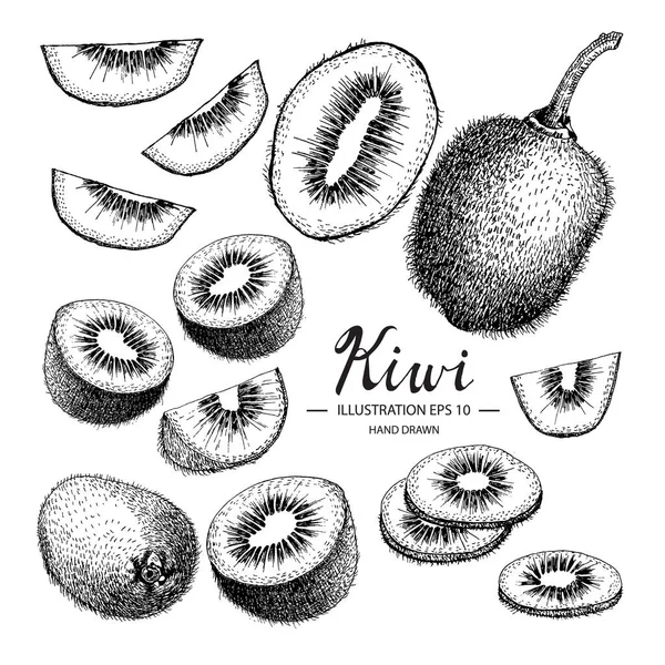 Conjunto de kiwi. Colección dibujada a mano por tinta y bolígrafo . — Archivo Imágenes Vectoriales