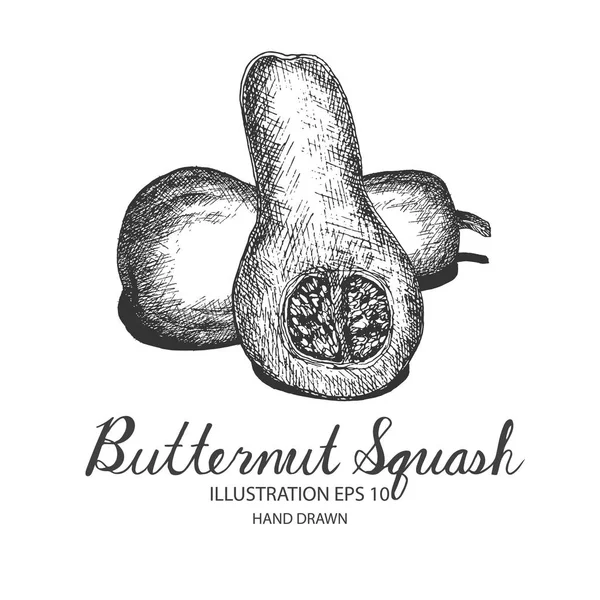 Butternut Squash ilustración dibujada a mano por tinta y bolígrafo . — Vector de stock