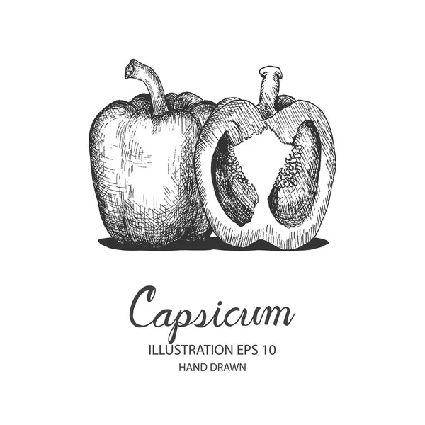 Capsicum ilustración dibujada a mano por tinta y bolígrafo . — Vector de stock