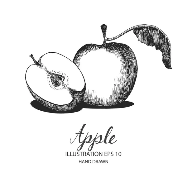 Manzana ilustración dibujada a mano por tinta y pluma bosquejo . — Vector de stock