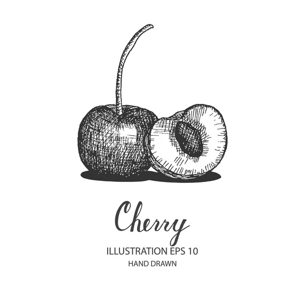 Cherry ilustración dibujada a mano por tinta y bolígrafo bosquejo . — Vector de stock