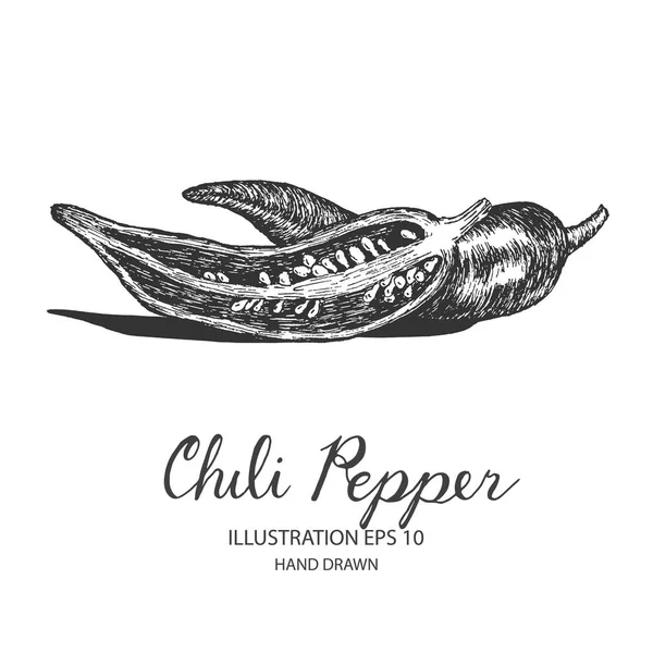 Chili pimienta ilustración dibujada a mano por tinta y pluma bosquejo . — Vector de stock