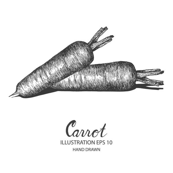 Zanahoria ilustración dibujada a mano por tinta y pluma bosquejo . — Vector de stock